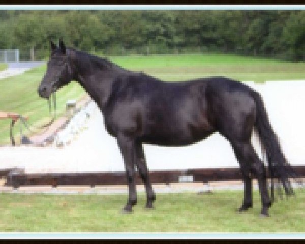 broodmare Until Now (Trakehner, 1999, from Hohenstein I)