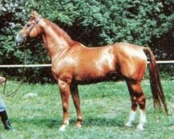 Pferd Leuchtfeuer (Hannoveraner, 1971, von Lugano I)