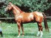 stallion Leuchtfeuer (Hanoverian, 1971, from Lugano I)
