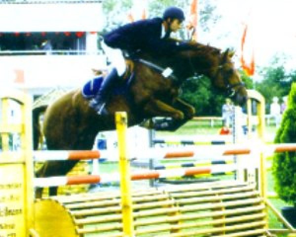 stallion Intermezzo 36 (KWPN (Royal Dutch Sporthorse), 1995, from Indorado)