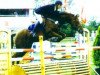 stallion Intermezzo 36 (KWPN (Royal Dutch Sporthorse), 1995, from Indorado)