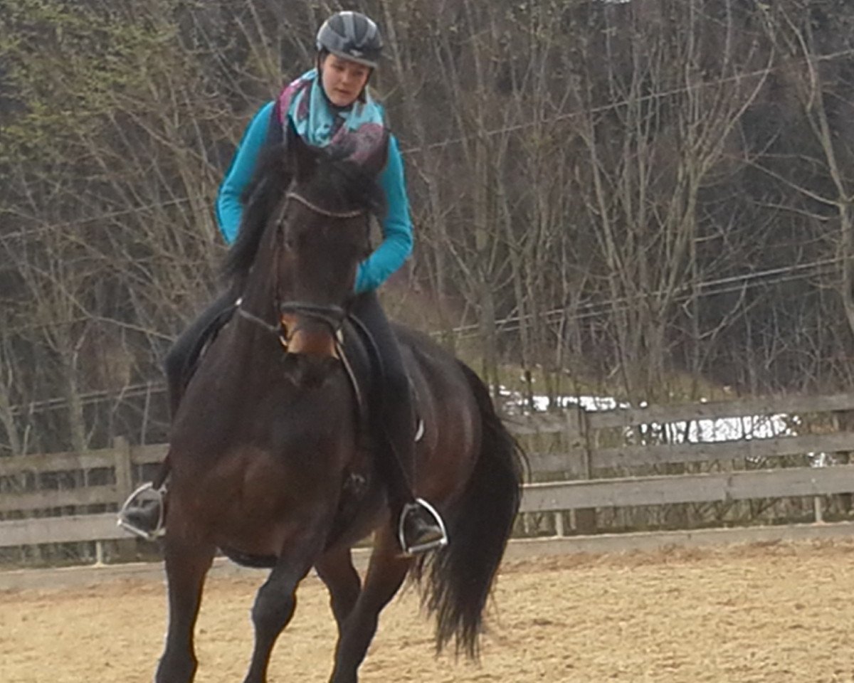 horse Festina 29 (Bavarian, 2006, from Grafenstolz)
