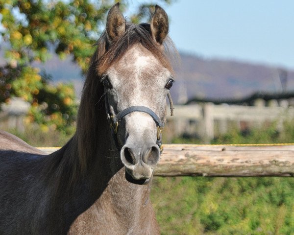 horse Rahim al Masri ox (Arabian thoroughbred, 2014, from Majeed Suhail PG ox)