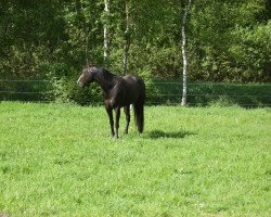 Springpferd What A Looker (Paint Horse, 2007, von Whata Luck)