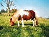 broodmare Fenny van de Aalsdyk (Shetland Pony, 1991, from Favoriet van Wolferen)