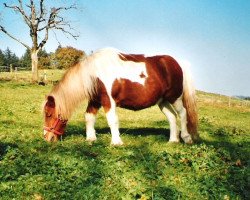 broodmare Fenny van de Aalsdyk (Shetland Pony, 1991, from Favoriet van Wolferen)