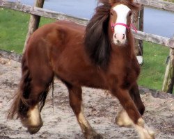 broodmare sasha (Tinker / Irish Cob / Gypsy Vanner, 2012, from Tinker / Irish Cob / Gypsy Vanner)