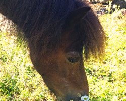 Zuchtstute Andrea (Shetland Pony, 1994, von Firth Bracken)