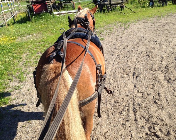 Pferd Fiona (Shetland Pony, 2011, von Charley v.d. Provincialeweg)