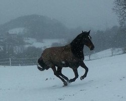 Springpferd Clahra (Westfale, 1997, von Cartusch)