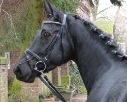 dressage horse Fabbiano 3 (Westphalian, 2010, from Flanagan)