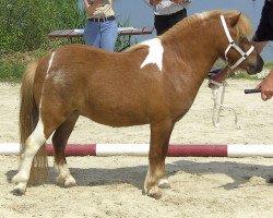 Zuchtstute Isarons Fenjana (Shetland Pony, 2009, von Bobo)