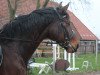 jumper Constantin v.Wartenberg (German Sport Horse, 2012, from Contano)