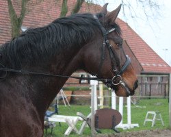 Springpferd Constantin v.Wartenberg (Deutsches Sportpferd, 2012, von Contano)