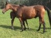 broodmare Arratonia xx (Thoroughbred, 1987, from Arratos xx)