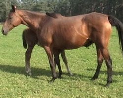 broodmare Arratonia xx (Thoroughbred, 1987, from Arratos xx)