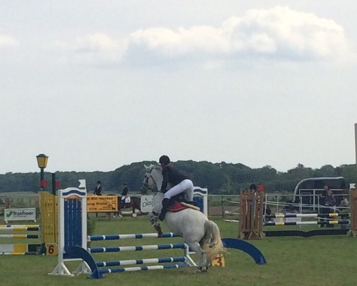 horse Sandoline (German Riding Pony, 2009)