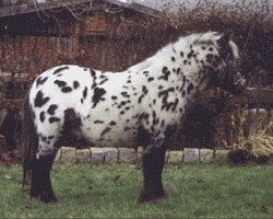 Pferd Snoopy (Shetland Pony, 2005, von Little Stuart)