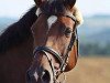 broodmare Quidam's Girl (Oldenburg, 2004, from Quidam's Rubin)