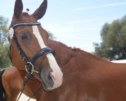 broodmare Giana (German Warmblood, 2004, from Linolando)