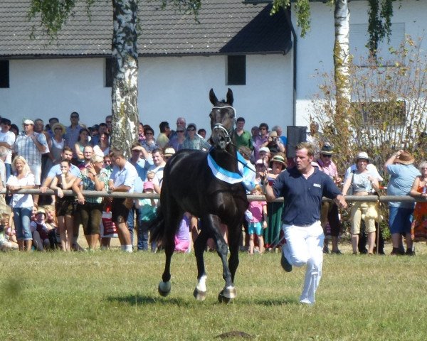 broodmare Dark Prinzess Forever (Bavarian, 2013, from Rock Forever NRW)