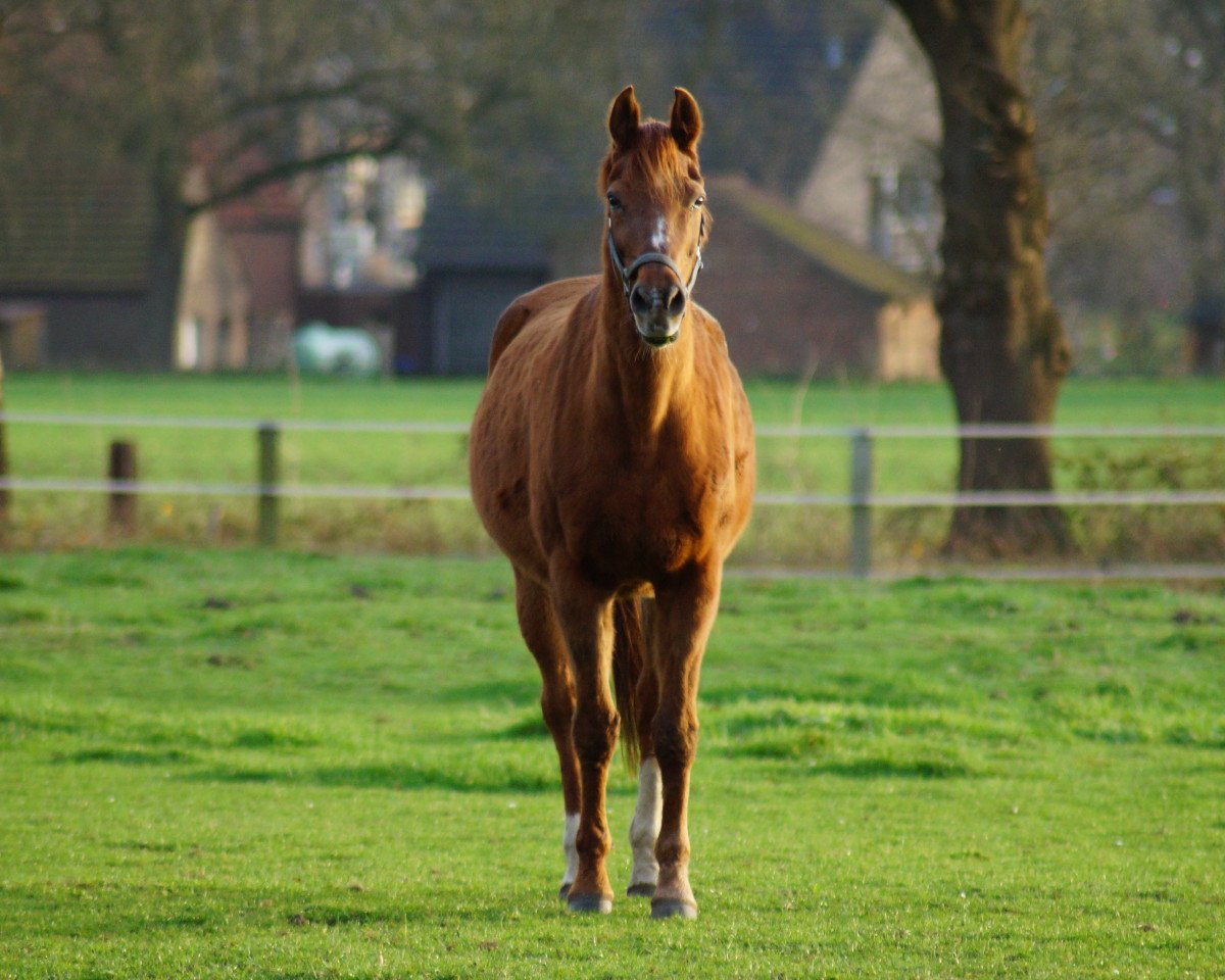 broodmare Dance little Lady (Oldenburg, 1998, from Dorpas AA)