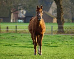 broodmare Dance little Lady (Oldenburg, 1998, from Dorpas AA)