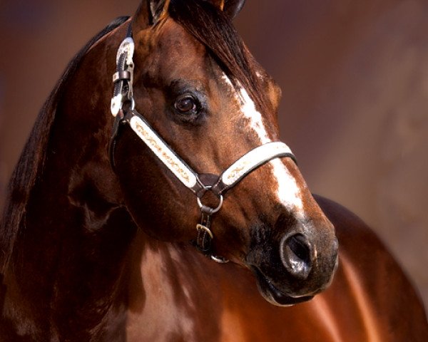 Deckhengst Blazing Hot (Quarter Horse, 1992, von Hotrodders Jet Set)