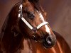 stallion Blazing Hot (Quarter Horse, 1992, from Hotrodders Jet Set)