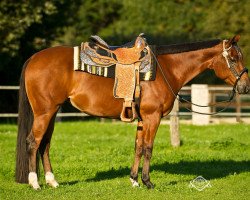 Pferd OMG Im Hot (Quarter Horse, 2010, von Blazing Hot)