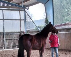 Pferd Cajunga (Westfale, 2019, von Cascadello Boy Rm)