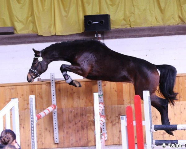 horse La Jolie 79 (Westphalian, 2012, from Last Man Standing)
