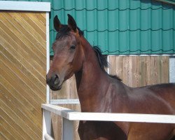 jumper Landano (Oldenburg show jumper, 2009, from Lancado)