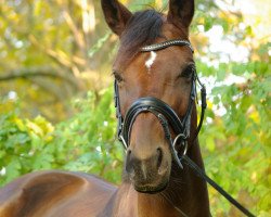 broodmare Farouche Coco (Oldenburg, 2006, from Florencio I)