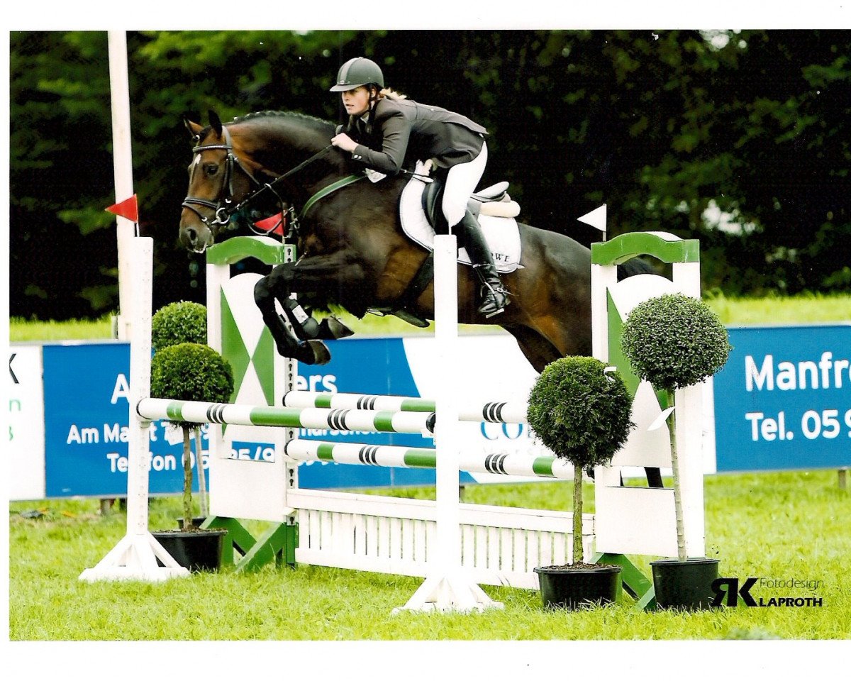 jumper Siddhartha 10 (Hanoverian, 2007, from Sandro Song)