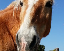 Pferd Simmerl 37 (Haflinger, 1992, von Simandel)