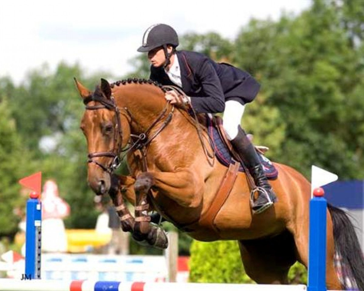 Springpferd VDL Groep Courage (Belgisches Warmblut, 2002, von Cumano)