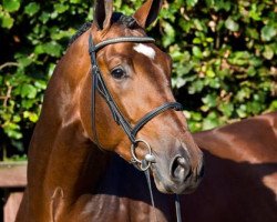 Deckhengst VDL Groep Zagreb (Belgisches Warmblut, 2004, von Querlybet Hero)