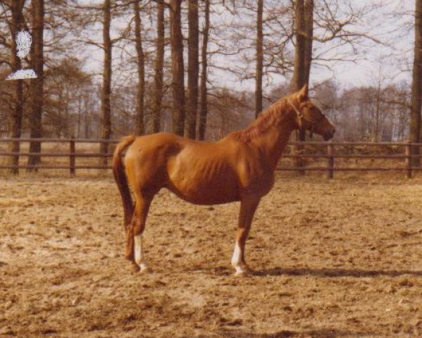 Zuchtstute Larissa (Hannoveraner, 1968, von Lugano I)