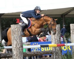 stallion VDL Groep Aristo Z (Zangersheide riding horse, 2005, from Air Jordan Z)