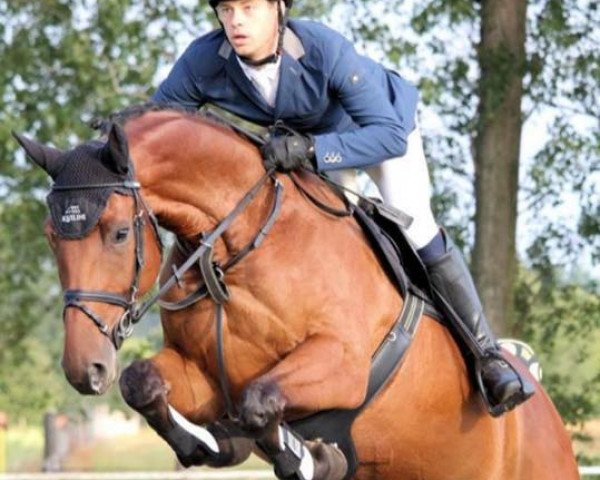 jumper Layn Datchman (German Sport Horse, 2010, from Lesotho)