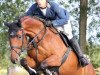 jumper Layn Datchman (German Sport Horse, 2010, from Lesotho)