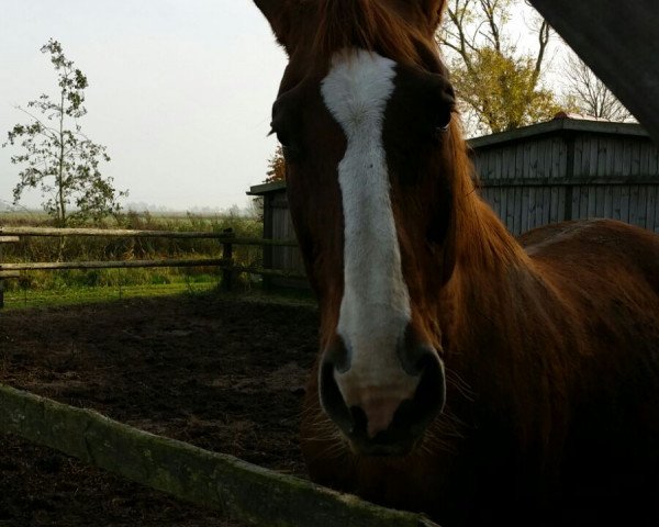 broodmare Angel Star (Oldenburg, 1993, from Alabaster)