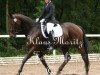 dressage horse My Lady 170 (Zweibrücken, 2006, from Motley xx)