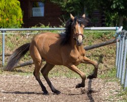 broodmare Anemone (German Warmblood, 2014, from Cayanosch)