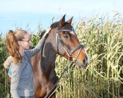 Springpferd Lassino 2 (Holsteiner, 1998, von Lascadell)