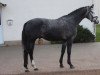 stallion Sagenhaft (Mecklenburg, 2012, from San Patriano II)