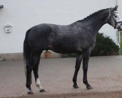 stallion Sagenhaft (Mecklenburg, 2012, from San Patriano II)