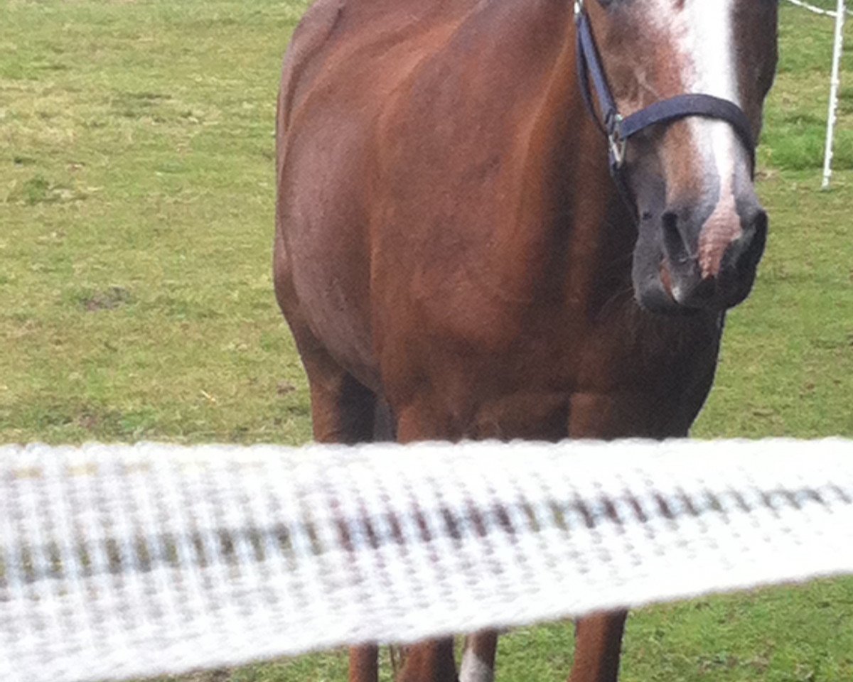 broodmare Dunja (German Riding Pony, 1986, from Brillant)