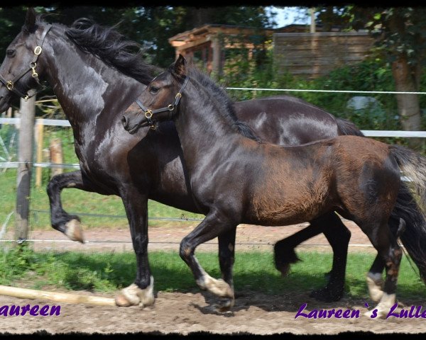 broodmare Laureen's Lullaby (Welsh-Cob (Sek. D), 2013, from Merlin)